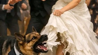 في منتصف حفل زفافي، فجأة عض كلبي ذيل فستان عروستي