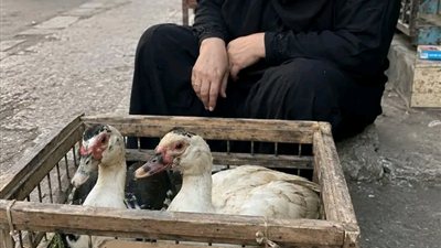 رواية جديدة 