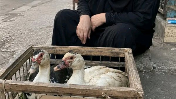 موقع أيام نيوز