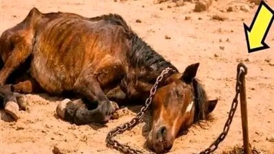 حصانٌ بسلسلة في الصحراء وطفل فقير… قصة حقيقية هزّت القلوب